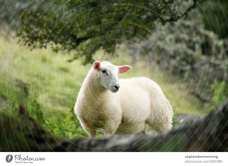 Schäfchen Tier Nutztier 1 beobachten stehen kuschlig Farbfoto Gedeckte Farben Außenaufnahme Menschenleer Tierporträt Blick in die Kamera