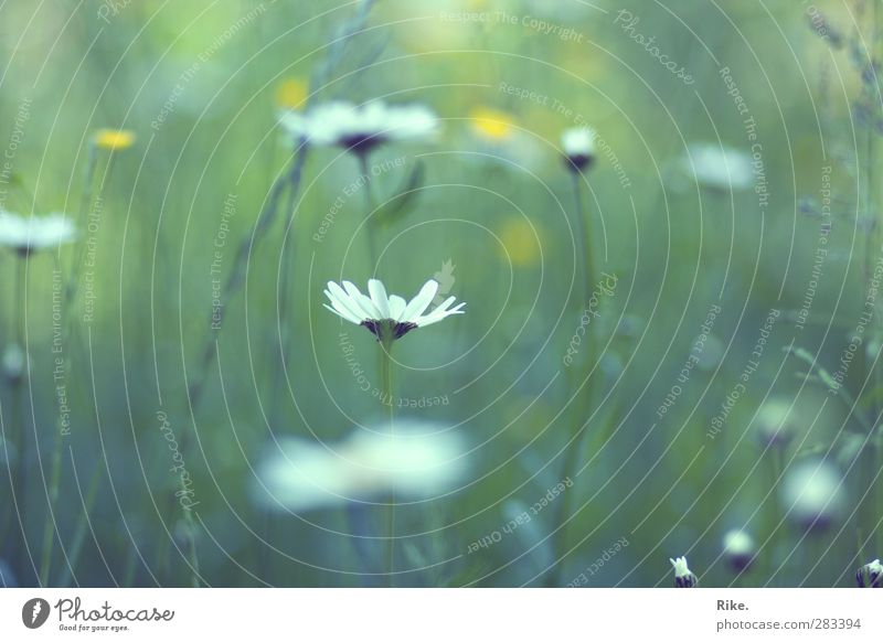 Im Frühling. Umwelt Natur Pflanze Sommer Blume Gras Blüte Wildpflanze Gänseblümchen Garten Wiese Blühend Wachstum frisch natürlich schön grün Glück