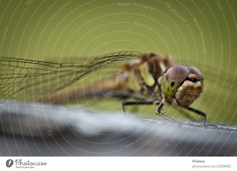 ...auf ein Blick Tier Tiergesicht Flügel nah grün Libelle Farbfoto Außenaufnahme Makroaufnahme Unschärfe Schwache Tiefenschärfe Blick in die Kamera