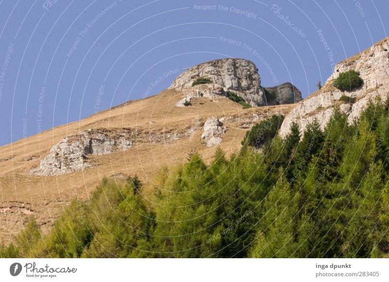 Waldgrenze Umwelt Natur Landschaft Himmel Wolkenloser Himmel Pflanze Baum Hügel Felsen Berge u. Gebirge Gipfel Wachstum natürlich Abenteuer