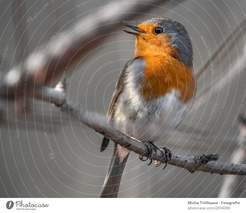 Zwitscherndes Rotkehlchen Natur Tier Sonnenlicht Schönes Wetter Baum Zweige u. Äste Wildtier Vogel Tiergesicht Flügel Krallen Schnabel Feder gefiedert Auge 1