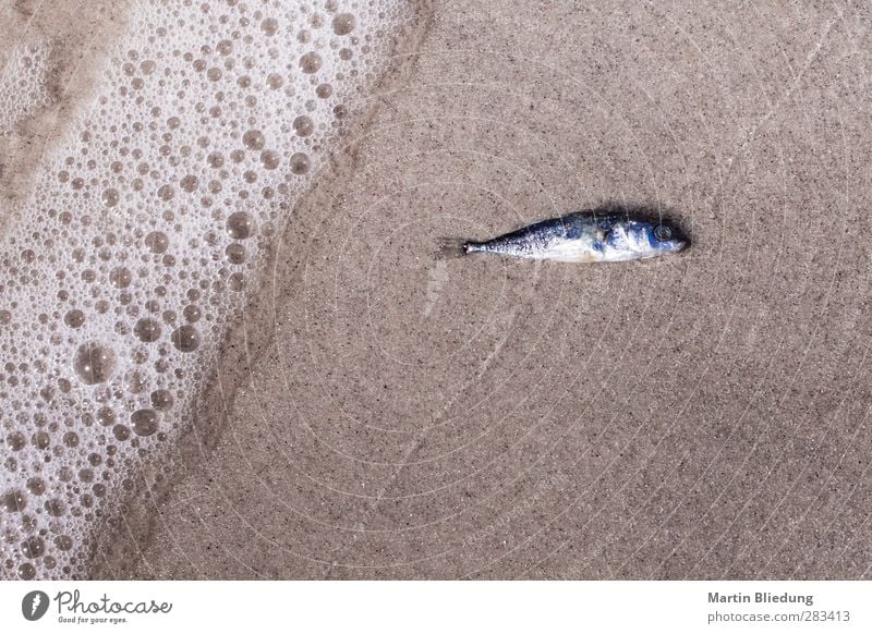 Außenseiter Wasser Strand Nordsee Tier Totes Tier Fisch 1 liegen dehydrieren glänzend nass oben trist blau braun grau silber weiß achtsam Wachsamkeit Einsamkeit