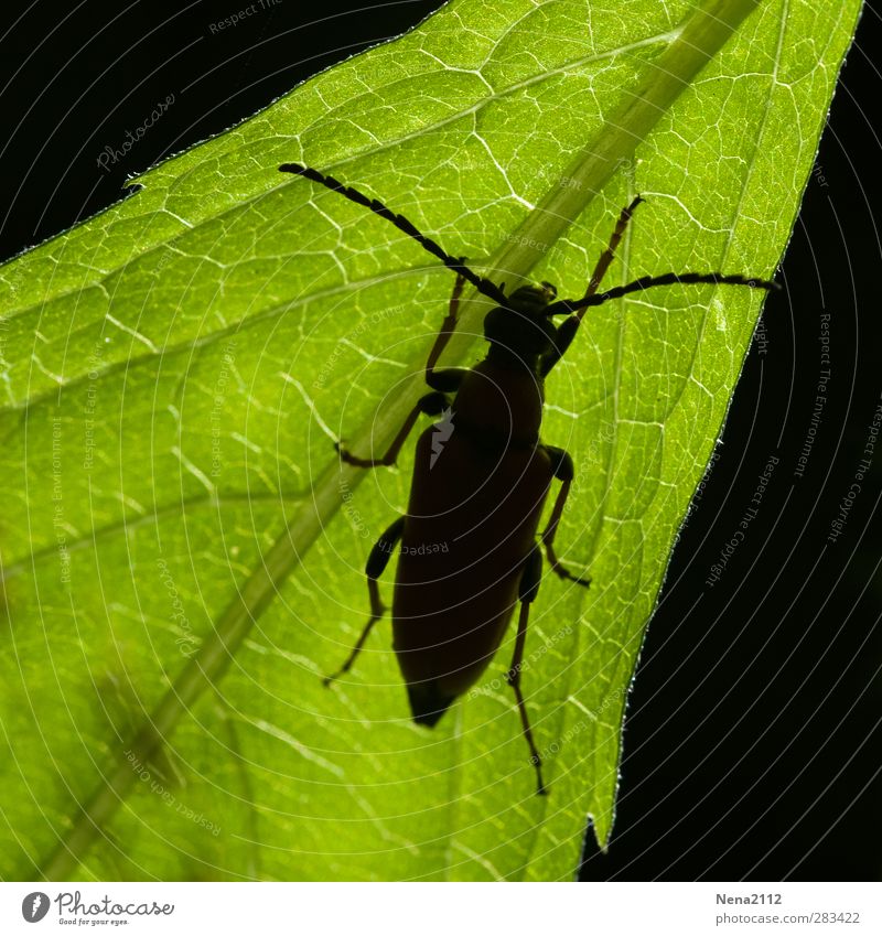 Krabbelmonster in Gegenlicht Umwelt Natur Pflanze Tier Baum Blatt Grünpflanze Garten Park Wiese Feld Wald Käfer 1 krabbeln grün schwarz Insekt Kontrast