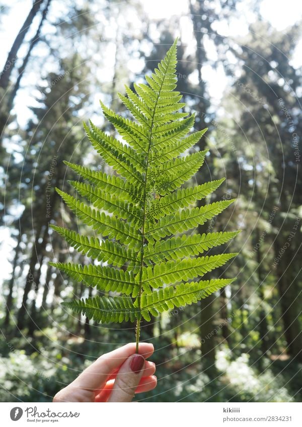 Farn Hand Finger Natur Pflanze Sonnenlicht Sommer Baum Blatt Grünpflanze Wald braun grün festhalten Gegenlicht leuchten filigran Nagellack Farbfoto