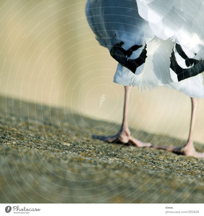 Hanglage Tier Wildtier Vogel Möwe Beine Flügel Feder 1 stehen sportlich diszipliniert Genauigkeit Zufriedenheit Ordnung stagnierend Wandel & Veränderung