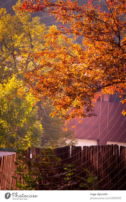 strahlende Blätter! Umwelt Natur Landschaft Pflanze Herbst Schönes Wetter Baum Garten Park Blatt Herbstlaub herbstlich Jahreszeiten Zaun Gartenzaun Stimmung