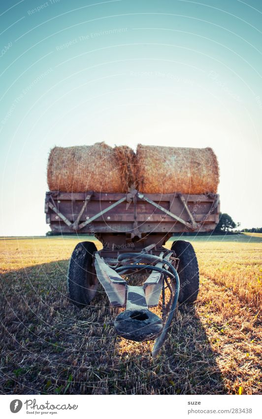 Anhänglicher sucht Gefährtin Getreide Sommer Landwirtschaft Forstwirtschaft Umwelt Natur Landschaft Himmel Horizont Schönes Wetter Wärme Nutzpflanze Feld