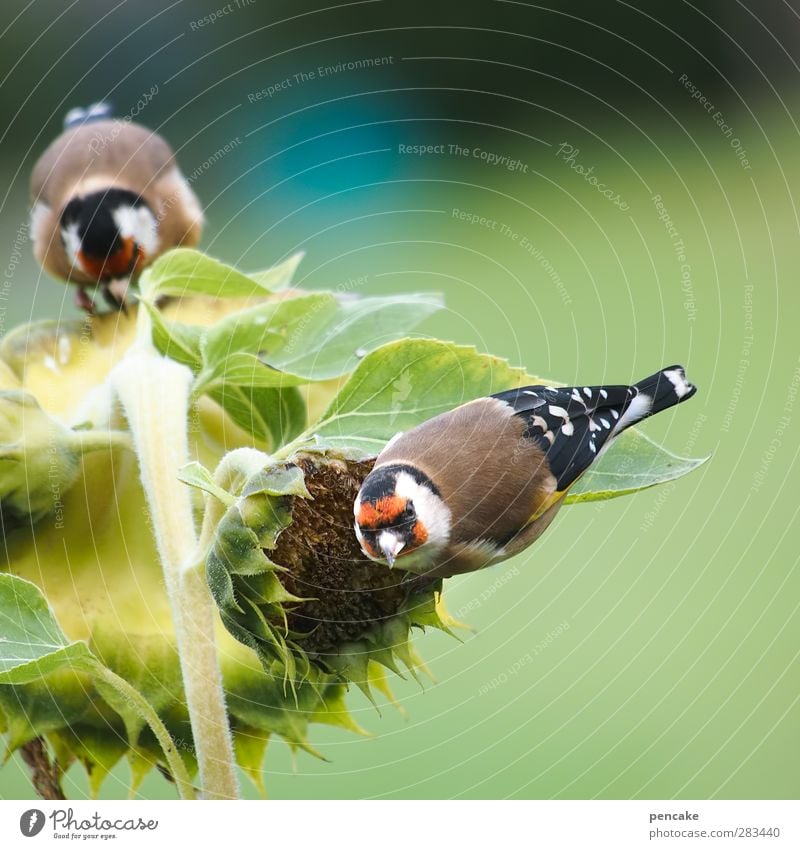 frechheit siegt! Natur Pflanze Herbst Blume Garten Tier Wildtier Vogel 2 Erfolg Sonnenblume Sonnenblumenkern Distelfink Stieglitz picken Kontrolle