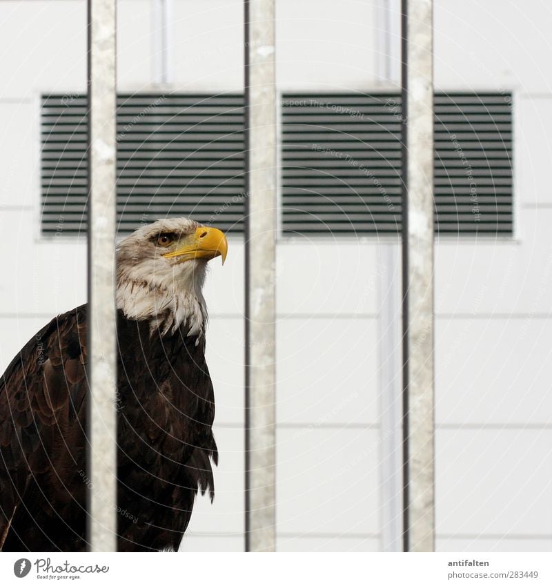 Zur Schau gestellt Mauer Wand Fassade Lüftungsklappe Tier Wildtier Vogel Tiergesicht Flügel Zoo Weisskopfseeadler Adler Greifvogel Schnabel Auge 1 Beton Metall