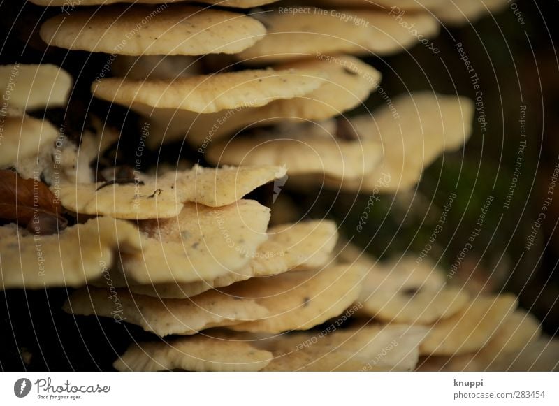 Schicht-Pilze Umwelt Natur Urelemente Erde Sonne Sonnenlicht Herbst Schönes Wetter Pflanze Baum alt dehydrieren Wachstum dunkel fest Zusammensein nass Wärme