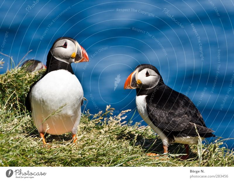 Puffins Umwelt Natur Schönes Wetter Gras Hügel Küste Island Tier Wildtier Vogel Tiergesicht Papageitaucher 2 außergewöhnlich elegant blau grün rot schwarz