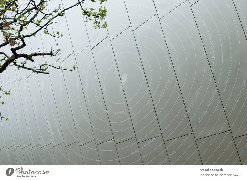 Von Menschenhand und organisch Baum Mauer Wand kalt modern Stadt silber Nebeneinanderstellung von Menschenhand geschaffen relfektiv Niederlassungen Ast urban