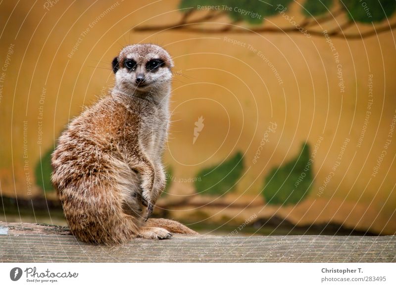 Unbenannt #5 Umwelt Natur Erde Tier Wildtier Zoo Erdmännchen 1 beobachten Blick Tapferkeit Sicherheit Schutz Farbfoto Außenaufnahme Menschenleer Tag