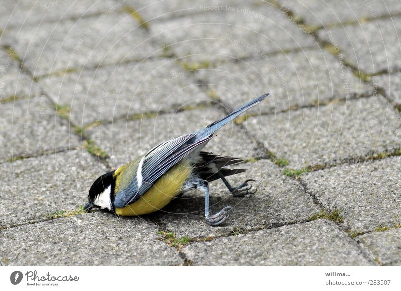 Abgestürzte Kohlmeise Meise tot Vogel liegen abgestürzt Krallen Erschöpfung Misserfolg Tod Überleben Absturz Sturzflug Bruchlandung Bauchlandung Pflastersteine