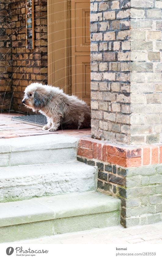 AST5 | Torwächter Haus Kirche Mauer Wand Treppe Fassade Tür Tier Haustier Hund Fell 1 Blick sitzen Traurigkeit Unlust Wachsamkeit Farbfoto Gedeckte Farben