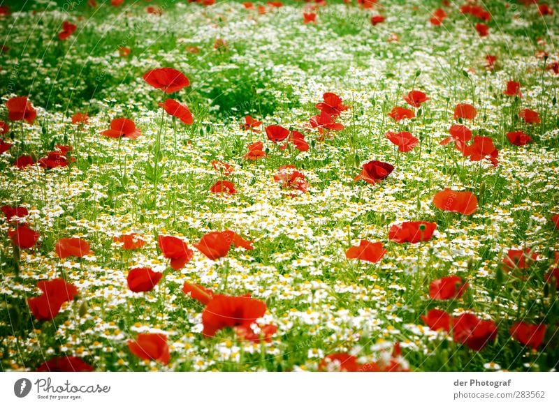 A Dream Of Spring Umwelt Natur Pflanze Blume Blüte Wildpflanze Wiese grün rot weiß Fröhlichkeit Begeisterung Leben Hoffnung träumen Mohn Farbfoto Außenaufnahme