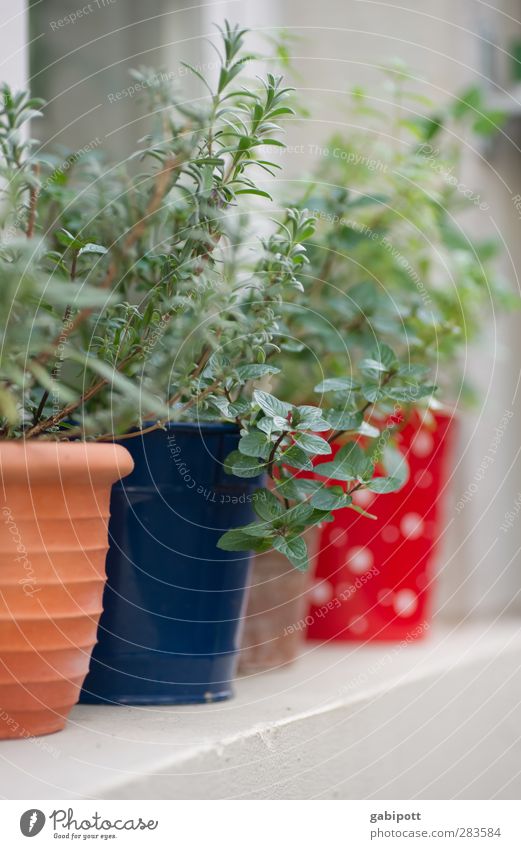 noch ein Rest vom Sommer Schönes Wetter Pflanze Sträucher Blatt Grünpflanze Nutzpflanze Topfpflanze Estragon Rosmarin Küchenkräuter Thymian Blumentopf Fenster