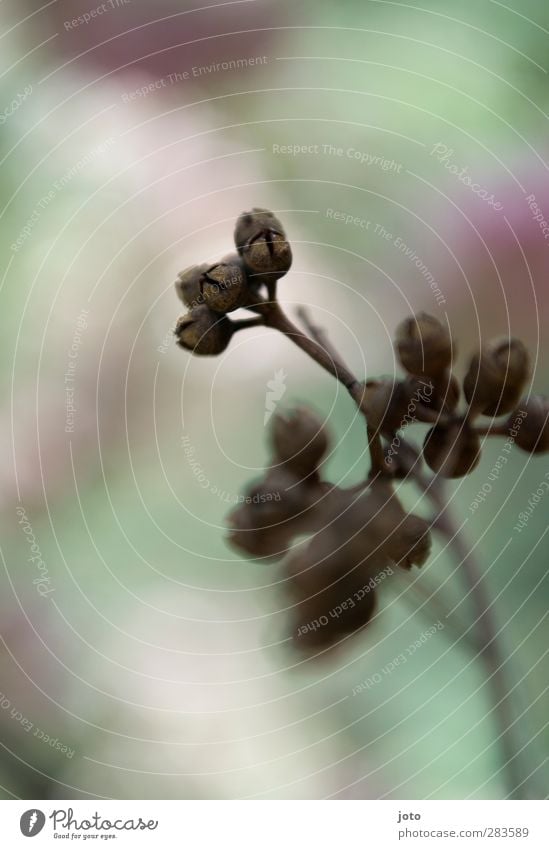 geäst Pflanze Frühling Herbst Sträucher Blühend Duft ästhetisch trist trocken Romantik friedlich trösten ruhig Hoffnung Glaube Frieden schön Sinnesorgane