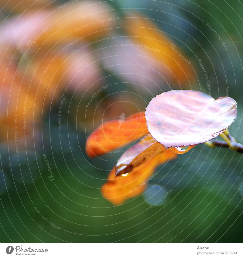 flüchtiger Augenblick Natur Pflanze Wassertropfen Herbst Wetter Regen Sträucher Blatt Grünpflanze Felsenbirne Garten festhalten hängen glänzend gold grün orange