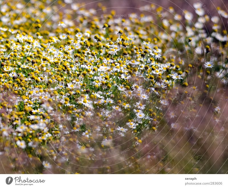 Blumenwiese Gras Grasland Wiese Margerite Kamille Kräuter & Gewürze Küchenkräuter Heilpflanzen Blühend Korbblütengewächs Gänseblümchen Blüte Sommer Feld