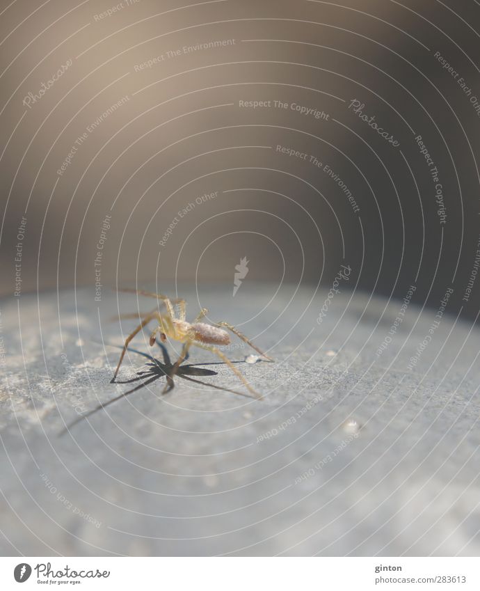 Kampfbereit Natur Tier Wildtier Spinne 1 Metall kämpfen stehen Aggression stark braun grau Farbfoto Gedeckte Farben Außenaufnahme Nahaufnahme Detailaufnahme