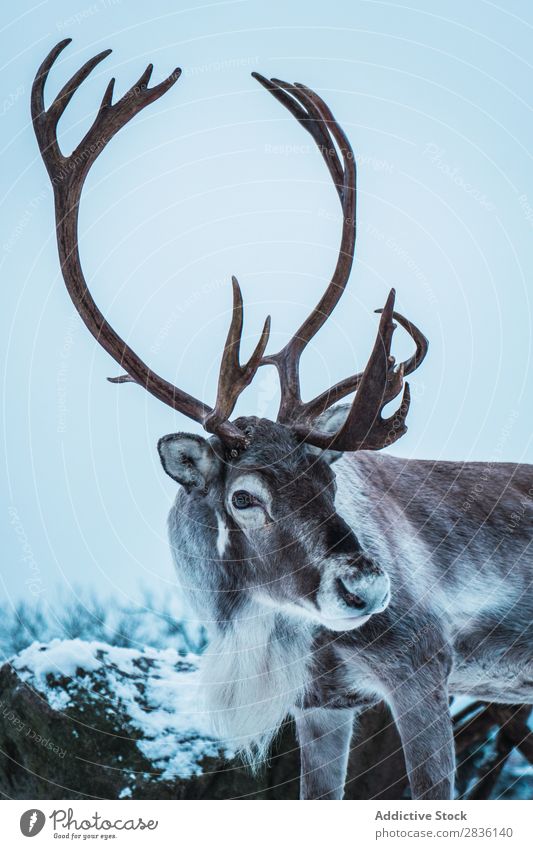 Hirsch mit großen Hörnern Hirsche Winter Natur Schnee Tier Tierwelt Wald Landschaft Säugetier Mann wild Bock kalt Pelzmantel Wildnis gehörnt Kopf Jahreszeiten