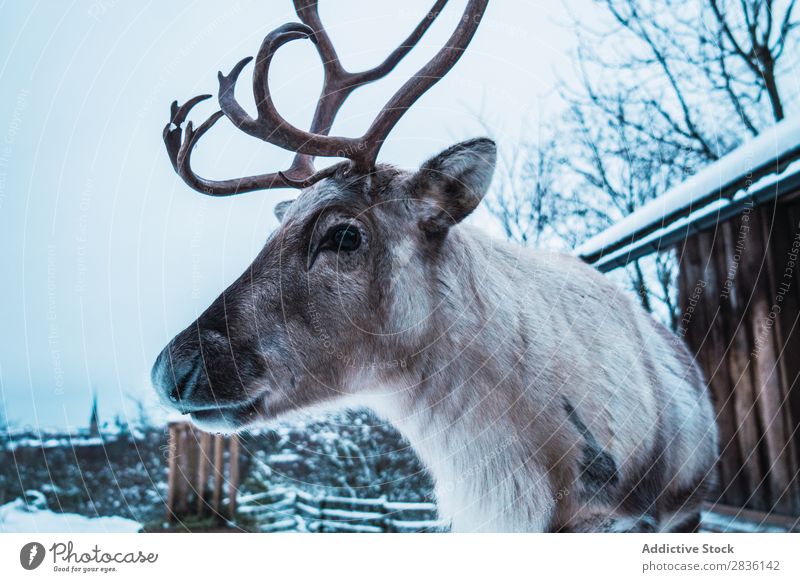 Hirsch mit großen Hörnern Hirsche Winter Natur Schnee Tier Tierwelt Wald Landschaft Säugetier Mann wild Bock kalt Pelzmantel Wildnis gehörnt Kopf Jahreszeiten