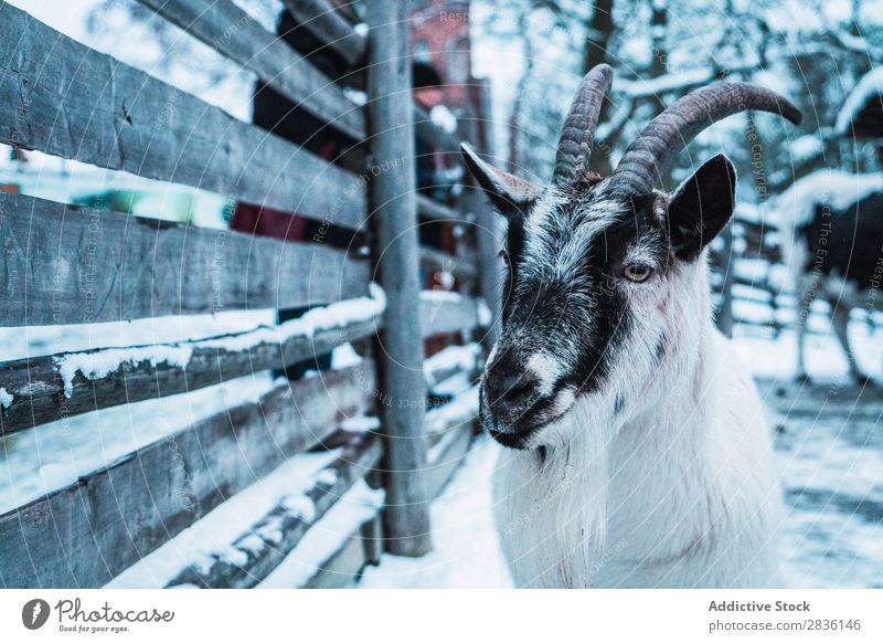 Ziege mit großen Hörnern Ziegen Winter Bauernhof Natur Tier Säugetier Jugendliche weiß niedlich ländlich Hupe Porträt heimisch Vieh Pelzmantel Landwirtschaft