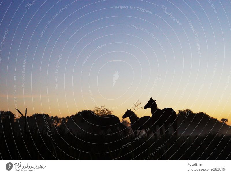 Guten Morgen Tag! Umwelt Natur Landschaft Pflanze Tier Himmel Wolkenloser Himmel Herbst Baum Gras Wiese Haustier Pferd 2 dunkel natürlich Weide Farbfoto