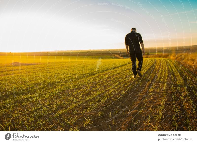 Mann geht auf einem sonnigen Feld spazieren Freude Sommer Freiheit Natur Aktion Mensch Jugendliche Wiese Gras Energie grün Lifestyle frei rennen genießend