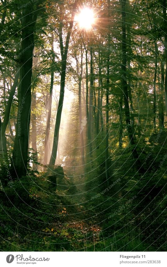 Lichtschein Umwelt Natur Sonne Sonnenlicht Sommer Schönes Wetter Nebel Pflanze Baum Gras Sträucher Grünpflanze Wald frisch gruselig Schutz ruhig Neugier