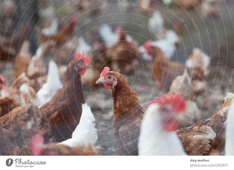 Ne Menge Hähne im Korb Tier Wildtier Flügel Tiergruppe Brunft hocken Geflügelfarm Kamm Hahn Feder Haushuhn Farbfoto Außenaufnahme Menschenleer Morgen Kontrast