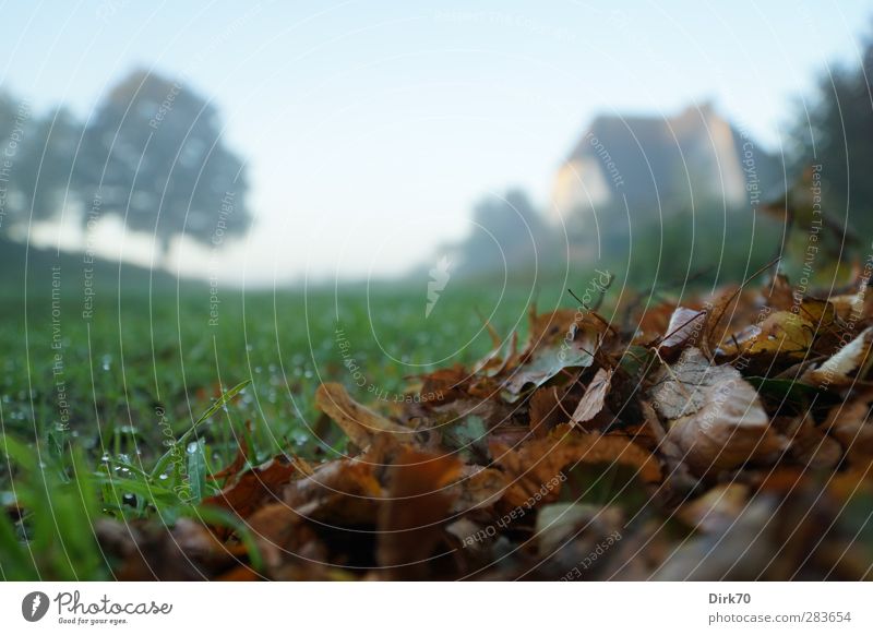 Nach dem Harken Umwelt Wolkenloser Himmel Herbst Schönes Wetter Nebel Baum Gras Blatt Garten Wiese Haus Einfamilienhaus Tau Dunst verblüht dehydrieren kalt nass