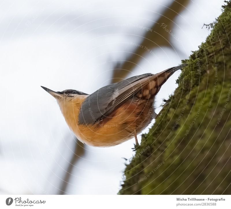 Kleiber am Baumstamm Natur Tier Himmel Sonnenlicht Schönes Wetter Moos Wildtier Vogel Tiergesicht Flügel Krallen Schnabel Feder gefiedert 1 beobachten hängen