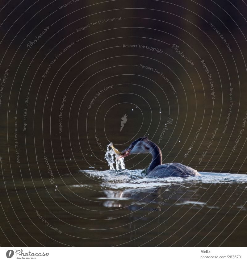 Essen fassen Umwelt Natur Tier Wasser Teich See Vogel Haubentaucher 1 fangen Fressen natürlich Appetit & Hunger Leben Fisch Farbfoto Außenaufnahme Menschenleer