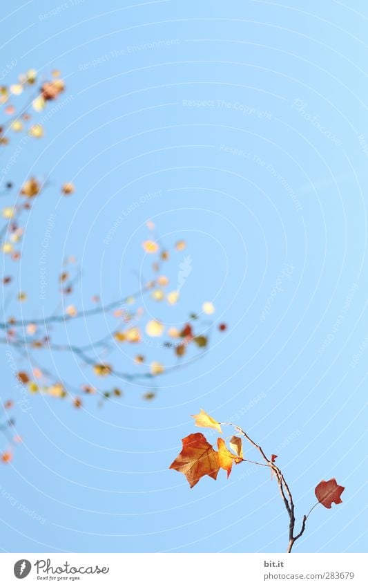 Zuzweigung Umwelt Natur Luft Himmel Wolkenloser Himmel Klima Schönes Wetter Pflanze Baum Sträucher glänzend hängen blau gelb gold Wandel & Veränderung