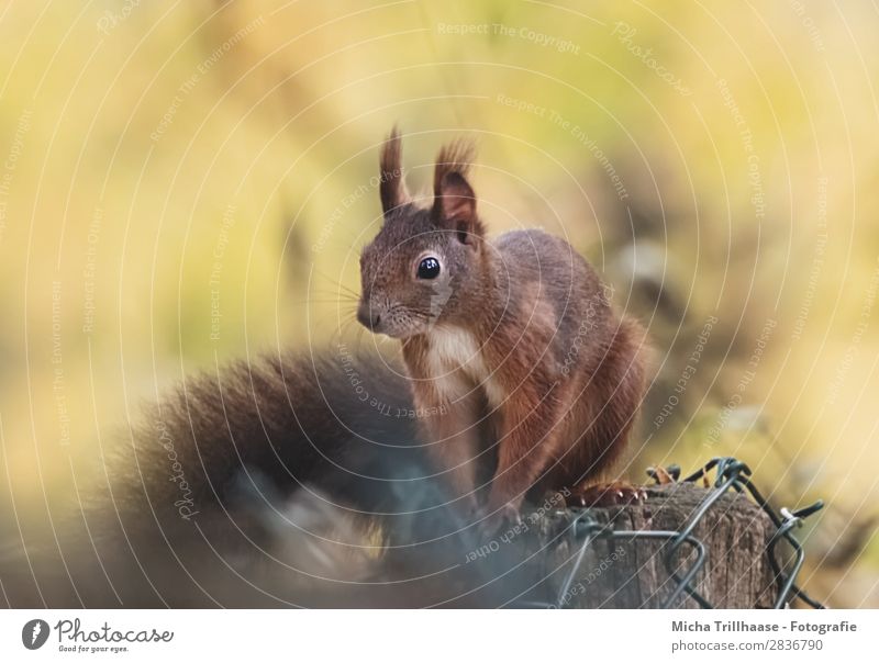 Eichhörnchen auf dem Zaunpfahl Natur Tier Sonnenlicht Schönes Wetter Wildtier Tiergesicht Fell Krallen Pfote Nagetiere Auge Ohr Nase 1 beobachten Erholung