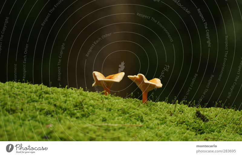 neulich beim jagen.... Lebensmittel Pilz Pilzsucher Umwelt Natur Pflanze Herbst schlechtes Wetter Gras Moos Wildpflanze Wald ästhetisch Duft dünn authentisch