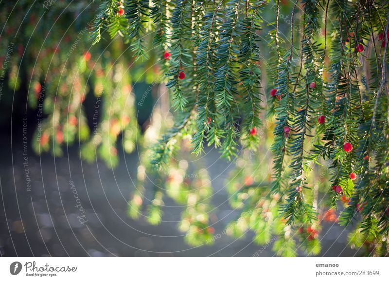 conifer berries Umwelt Natur Landschaft Pflanze Wasser Sonne Herbst Wetter Baum Grünpflanze Teich See natürlich grün Nadelbaum Beeren Sträucher Ast Unschärfe