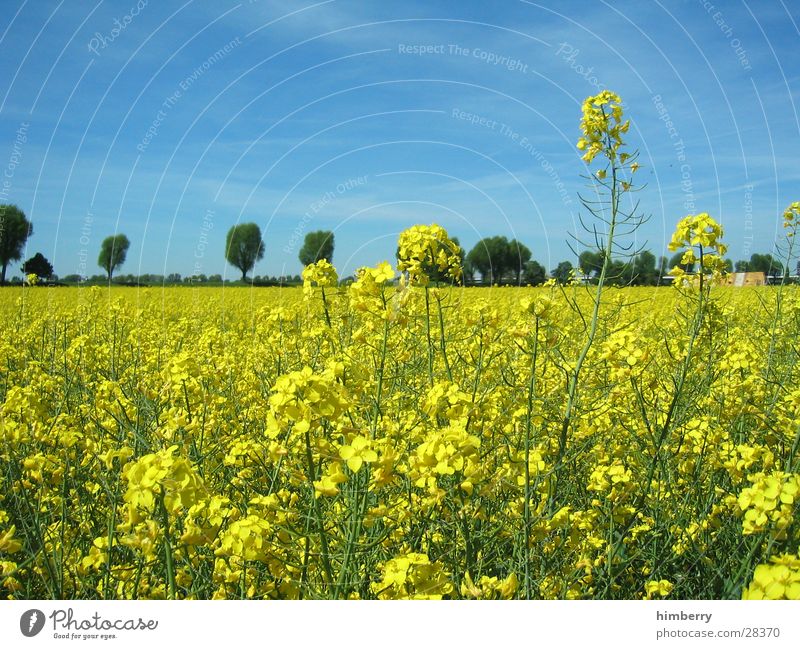 gelbes feld Blume Feld Düsseldorf Landschaft Natur Raps Baum Pflanze Ausflug Spaziergang Bioprodukte Biologische Landwirtschaft Erdöl Öl ökologisch Frühling