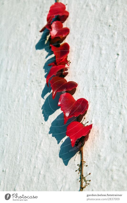 Schattenspiele Natur Pflanze Sommer Blatt Grünpflanze Menschenleer Mauer Wand Fassade ästhetisch authentisch weich braun grau rot schwarz weiß Frühlingsgefühle