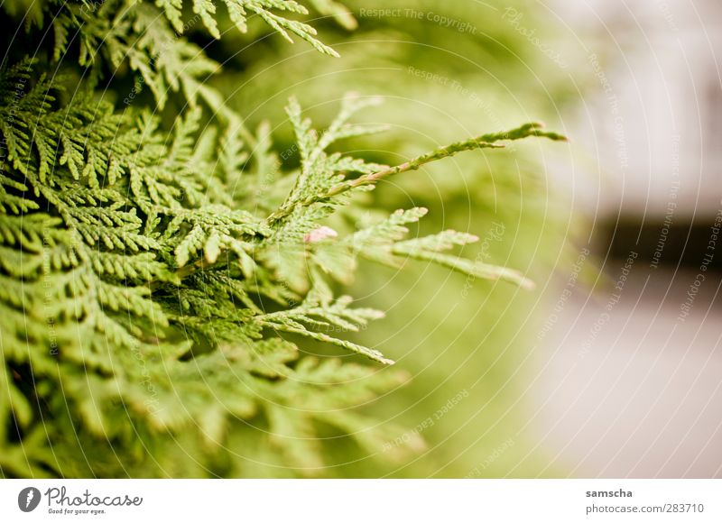 Thuja Gartenarbeit Natur Pflanze Sträucher Grünpflanze Park Lebensbaum Zypresse Hecke grün Heckenpflanze Kiefer Zierpflanze Gartenbau Gartenzaun Sichtschutz