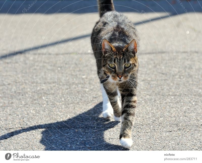 street cat Sommer Schönes Wetter Hafenstadt Straße Tier Haustier Katze 1 beobachten gehen ästhetisch natürlich braun grau schwarz selbstbewußt Coolness Mut Ziel