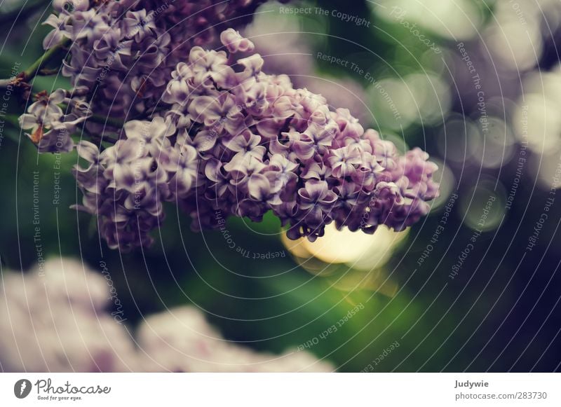 Blumen zum Geburtstag Umwelt Natur Pflanze Frühling Sommer Sträucher Blüte Grünpflanze Fliederbusch Garten Park Wachstum ästhetisch Duft natürlich weich grün