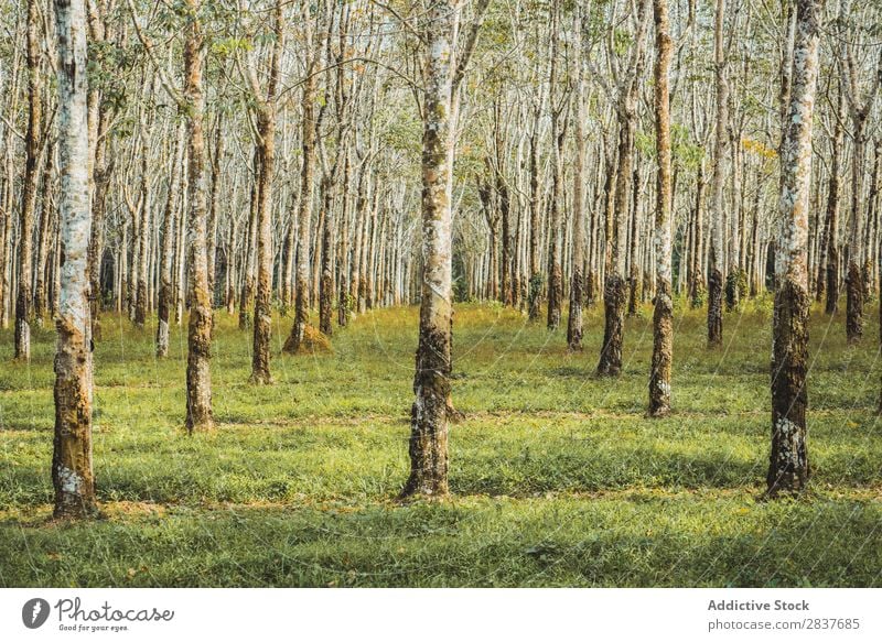 Baumreihen im Wald grün Frühling Reihen Natur Jahreszeiten Umwelt schön Landschaft Perspektive Licht Sonnenlicht natürlich Park Pflanze Szene Beautyfotografie