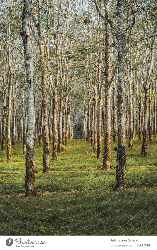 Baumreihen im Wald grün Frühling Reihen Natur Jahreszeiten Umwelt schön Landschaft Perspektive Licht Sonnenlicht natürlich Park Pflanze Szene Beautyfotografie