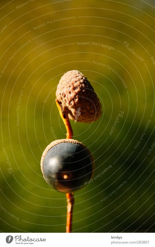 Großer Lauschangriff Herbst Schönes Wetter Eicheln Fruchtstand lustig natürlich Originalität braun gelb grün Neugier Beginn ästhetisch Natur Samen 2 Stiel-Eiche