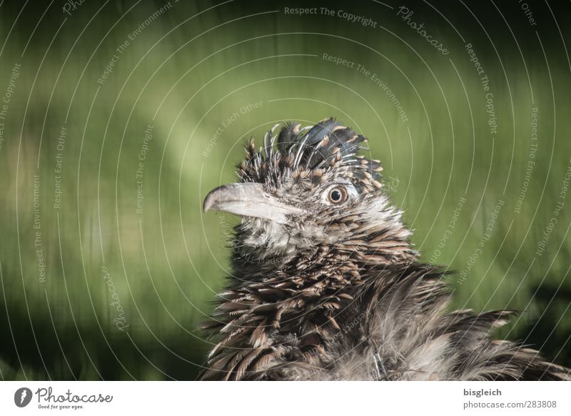 Augenblick VII Zoo Tier Vogel Tiergesicht Schnabel Feder 1 Blick braun grau grün Farbfoto Außenaufnahme Menschenleer Textfreiraum links Textfreiraum oben Tag