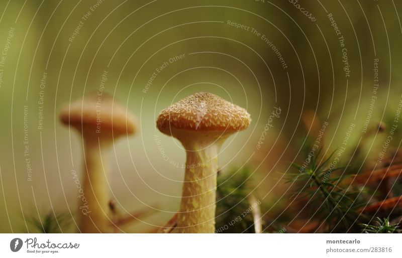 die jagd geht weiter.... Umwelt Natur Pflanze Herbst Pilz Wald Duft dünn authentisch einfach klein natürlich trocken wild braun Lebensfreude Wachstum Farbfoto