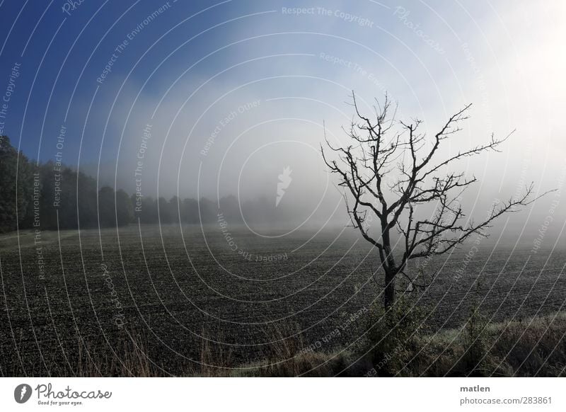 Erster Umwelt Natur Landschaft Pflanze Erde Himmel Wolkenloser Himmel Herbst Schönes Wetter Nebel Baum Gras Wiese Feld Wald Hügel blau braun grau nebulös